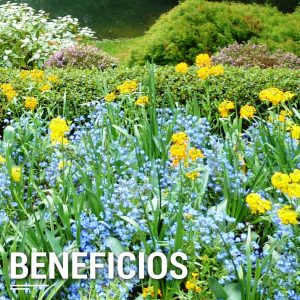 beneficios