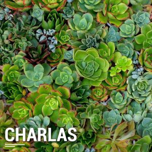 Actividades: Charlas