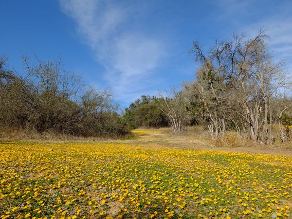 Reconocimiento de Flora Nativa Altos de Cantillana - Imagen 5