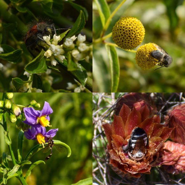Jardinería Ecológica I Vespertino - Imagen 3
