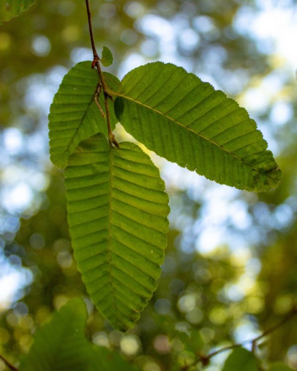 Botánica para el reconocimiento de especies 2026 - Imagen 4