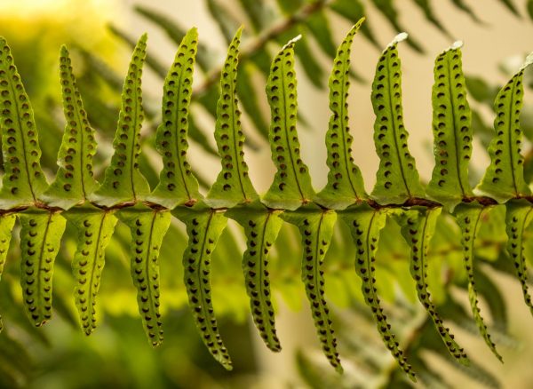 Botánica para el reconocimiento de especies 2026 - Imagen 3