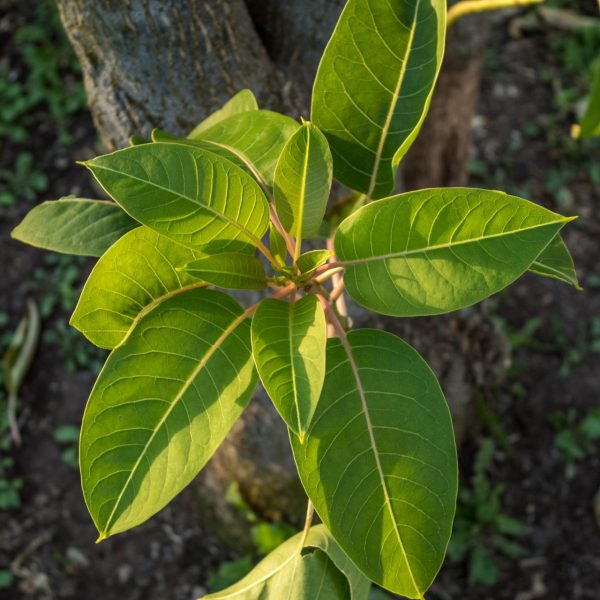 Botánica para el reconocimiento de especies 2026 - Imagen 2