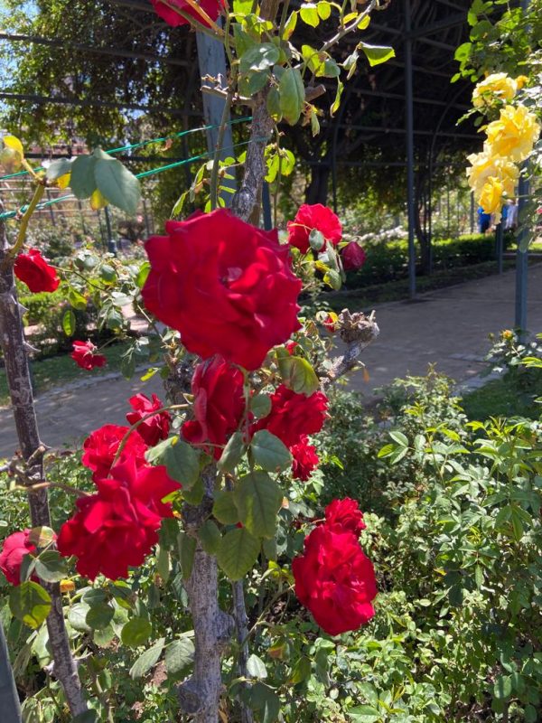 Taller Poda de Rosas - Imagen 4