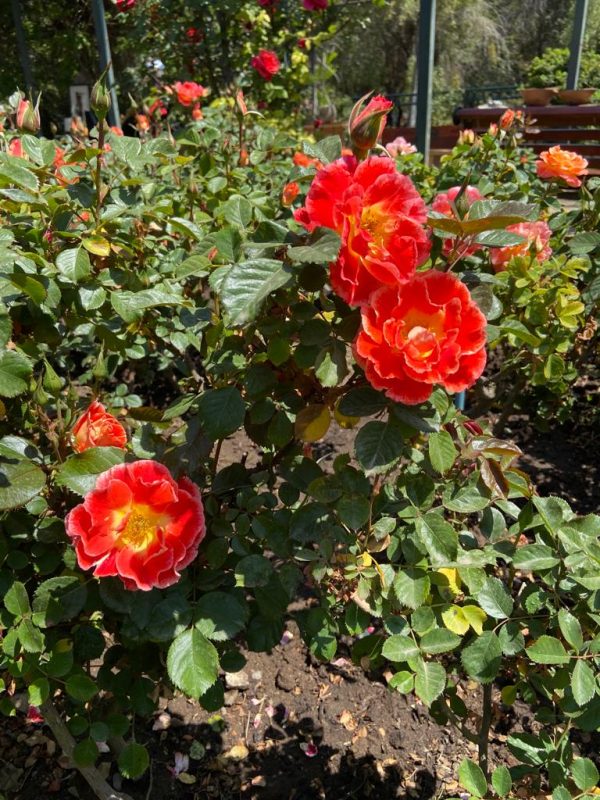 Taller Poda de Rosas - Imagen 2