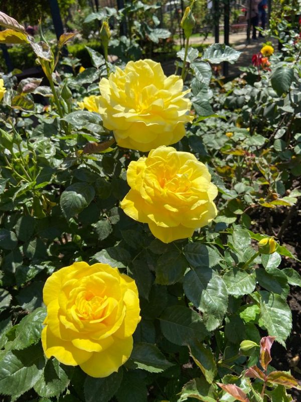 Taller Poda de Rosas