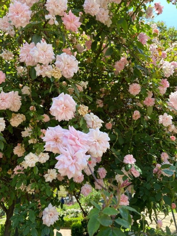 Taller Poda de Rosas - Imagen 3