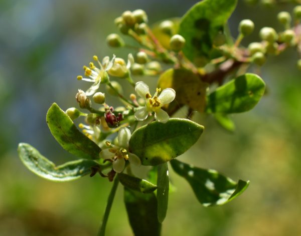 Propagación de Especies Nativas