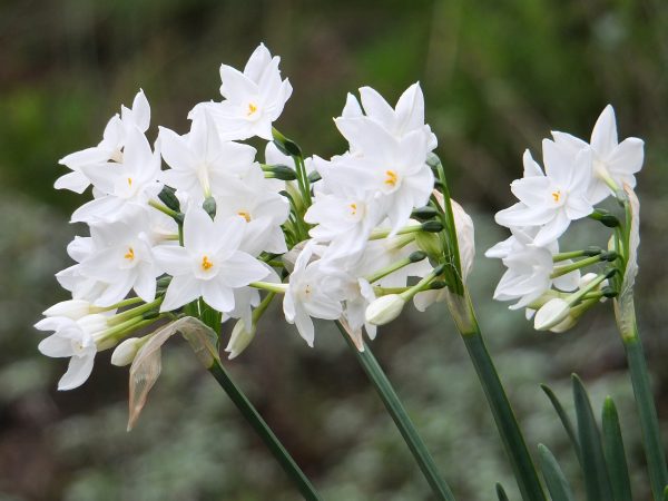 Bulbos: morfología, especies, cultivo y usos en paisajismo