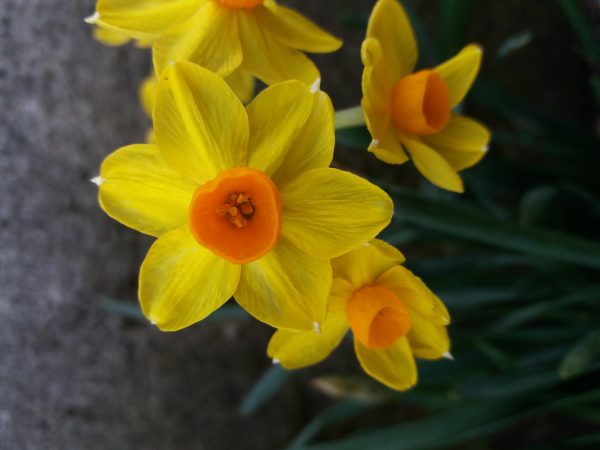 Bulbos: morfología, especies, cultivo y usos en paisajismo - Imagen 2