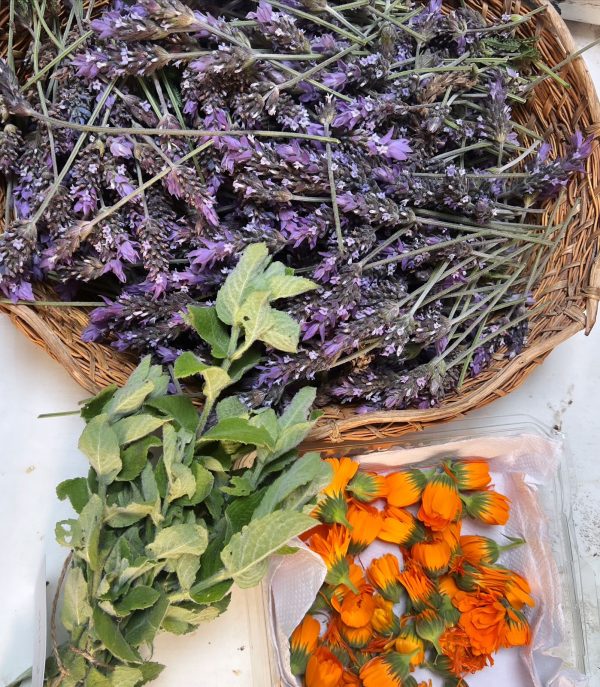 Plantas Medicinales uso y recolección - Imagen 4