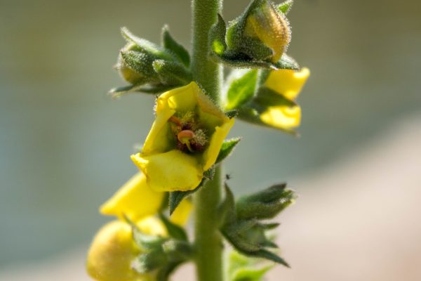 Botánica Sistemática - Imagen 4