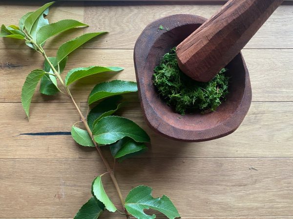 Plantas Medicinales uso y recolección