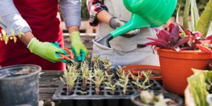 APRENDIENDO JARDINERÍA II
