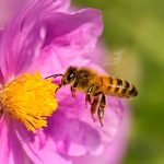Charla Mariposas y polinizadores en el jardín: cómo atraerlos y cuidarlos