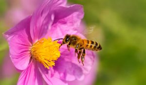 Charla Mariposas y polinizadores en el jardín: cómo atraerlos y cuidarlos