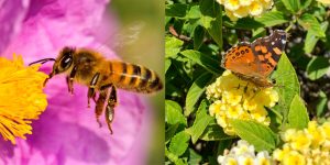charla gratuita mariposas y polinizadores