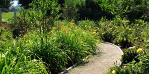 SEMINARIO DE JARDINERIA: Diseño, plantas y manejo para el jardín de hoy