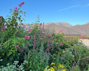 Charla Jardin de las flores